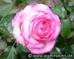 Biedermeier Garden (Edelrose) Bild der Rose 'Biedermeier Garden' (Edelrose)