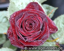 Black Baccara (Edelrose) Bild der Rose 'Black Baccara' (Edelrose)