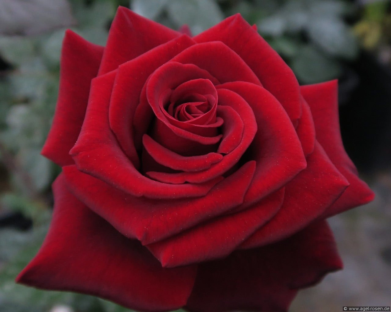 Black Magic (Edelrose) Bild der Rose 'Black Magic' (Edelrose)