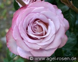 Blue Girl (Edelrose) Bild der Rose 'Blue Girl' (Edelrose)