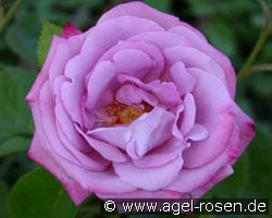 Blue River (Edelrose) Bild der Rose 'Blue River' (Edelrose)