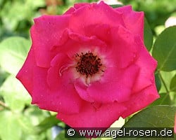 Bonjour (Edelrose) Bild der Rose 'Bonjour' (Edelrose)