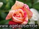 Bild der Rose 'Brocéliande' (Edelrose)