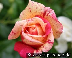 Brocéliande (Edelrose) Bild der Rose 'Brocéliande' (Edelrose)
