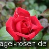 Bild der Rose 'Burgund' (Edelrose)