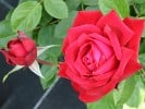 Burgund (Edelrose) Bild der Rose 'Burgund' (Edelrose)