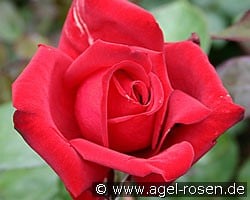 Burgund (Edelrose) Bild der Rose 'Burgund' (Edelrose)