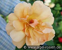 Caffeeteria (Edelrose) Bild der Rose 'Caffeeteria' (Edelrose)