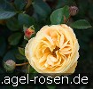 Bild der Rose 'Candle Light' (Edelrose)
