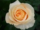 Candle Light (Edelrose) Bild der Rose 'Candle Light' (Edelrose)