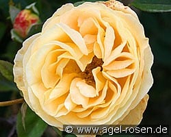 Candle Light (Edelrose) Bild der Rose 'Candle Light' (Edelrose)