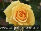 Bild der Rose 'Cappuccino' (Edelrose)