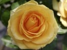 Cappuccino (Edelrose) Bild der Rose 'Cappuccino' (Edelrose)