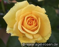 Cappuccino (Edelrose) Bild der Rose 'Cappuccino' (Edelrose)