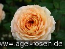 Bild der Rose 'Caramel Antike' (Edelrose)