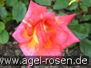 Bild der Rose 'Caribia' (Edelrose)