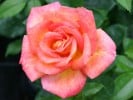 Caribia (Edelrose) Bild der Rose 'Caribia' (Edelrose)