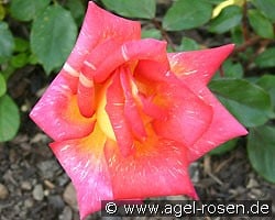 Caribia (Edelrose) Bild der Rose 'Caribia' (Edelrose)