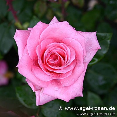 Carina (Edelrose) Bild der Rose 'Carina' (Edelrose)