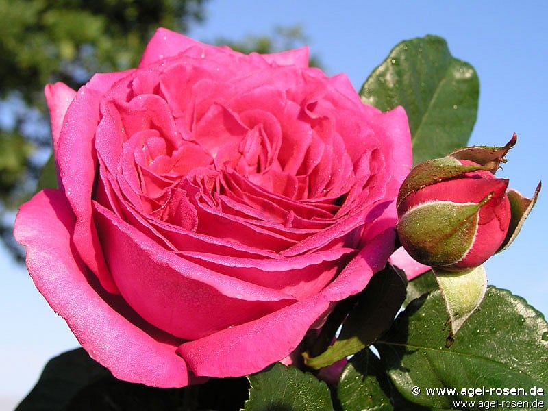 Chartreuse de Parme (Edelrose) Bild der Rose 'Chartreuse de Parme' (Edelrose)