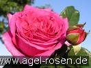 Bild der Rose 'Chartreuse de Parme' (Edelrose)