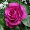 Chartreuse de Parme (Edelrose) Bild der Rose 'Chartreuse de Parme' (Edelrose)