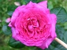 Chartreuse de Parme (Edelrose) Bild der Rose 'Chartreuse de Parme' (Edelrose)