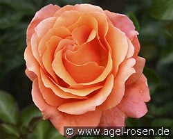 Cherry Brandy 85 (Edelrose) Bild der Rose 'Cherry Brandy 85' (Edelrose)