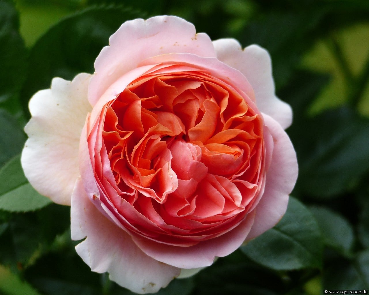 Chippendale (Edelrose) Bild der Rose 'Chippendale' (Edelrose)