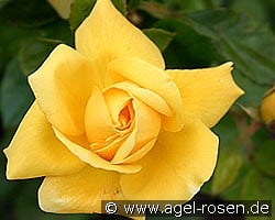 Christel von der Post (Edelrose) Bild der Rose 'Christel von der Post' (Edelrose)
