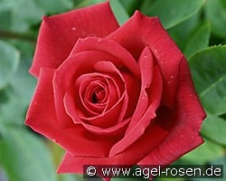 Chryslers Imperial (Edelrose) Bild der Rose 'Chryslers Imperial' (Edelrose)