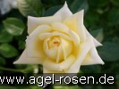 Bild der Rose 'Citrina' (Edelrose)