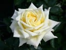 Citrina (Edelrose) Bild der Rose 'Citrina' (Edelrose)