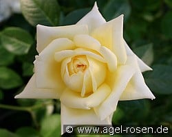 Citrina (Edelrose) Bild der Rose 'Citrina' (Edelrose)