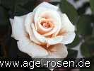 Bild der Rose 'Comtessa' (Edelrose)