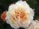 Comtessa (Edelrose) Bild der Rose 'Comtessa' (Edelrose)