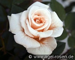 Comtessa (Edelrose) Bild der Rose 'Comtessa' (Edelrose)