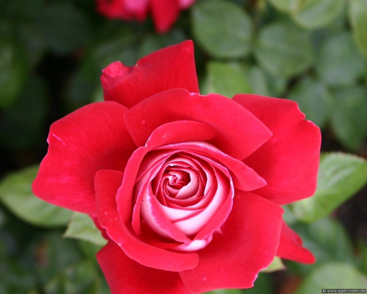 Copacabana (Edelrose) Bild der Rose 'Copacabana' (Edelrose)