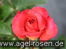 Bild der Rose 'Coronado' (Edelrose)