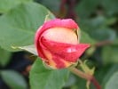 Coronado (Edelrose) Bild der Rose 'Coronado' (Edelrose)
