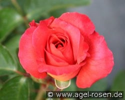 Coronado (Edelrose) Bild der Rose 'Coronado' (Edelrose)
