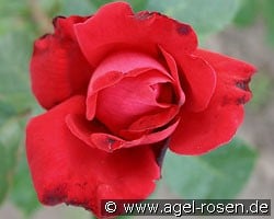 Dame de Coeur (Edelrose) Bild der Rose 'Dame de Coeur' (Edelrose)