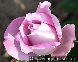 Delphin (Edelrose) Bild der Rose 'Delphin' (Edelrose)