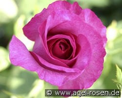 Derby Hagen Gmelin Rose (Edelrose) Bild der Rose 'Derby Hagen Gmelin Rose' (Edelrose)