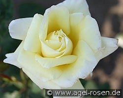 Dezent (Edelrose) Bild der Rose 'Dezent' (Edelrose)
