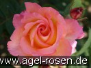 Bild der Rose 'Die Welt' (Edelrose)