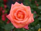 Die Welt (Edelrose) Bild der Rose 'Die Welt' (Edelrose)