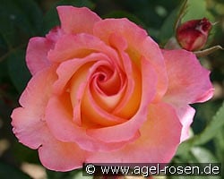Die Welt (Edelrose) Bild der Rose 'Die Welt' (Edelrose)