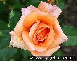 Doris Tysterman (Edelrose) Bild der Rose 'Doris Tysterman' (Edelrose)