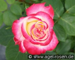 Double Delight (Edelrose) Bild der Rose 'Double Delight' (Edelrose)